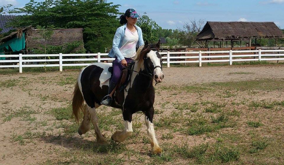 hannah gypsy cob thailand horse riding