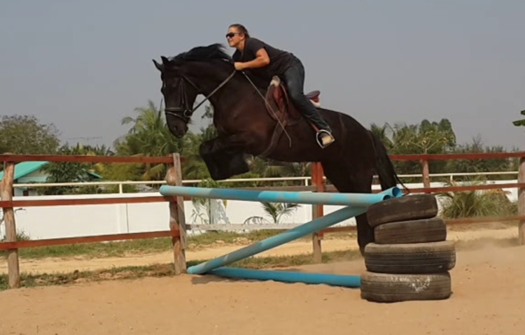 friesian sport horse jumping asia