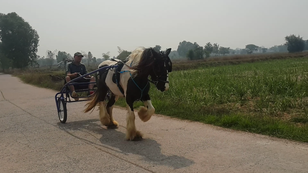 driving horses cart thailand
