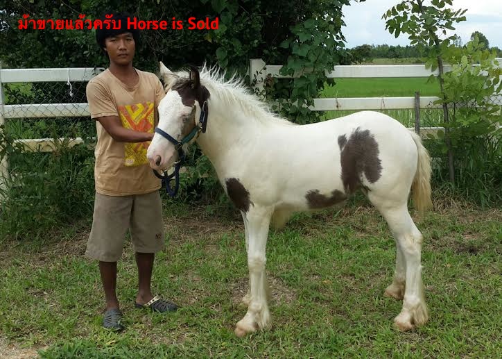 buy gyspy cob foal thailand