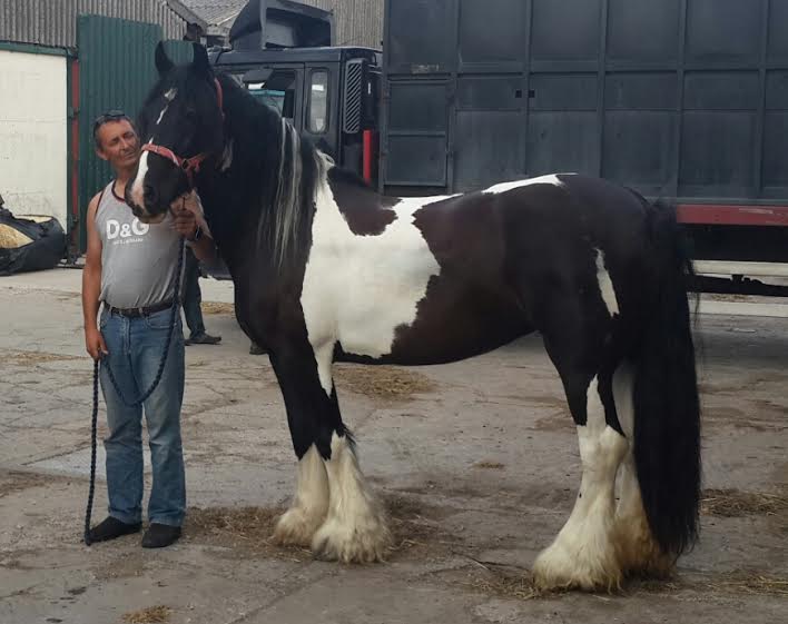 show quality gypsy vanner