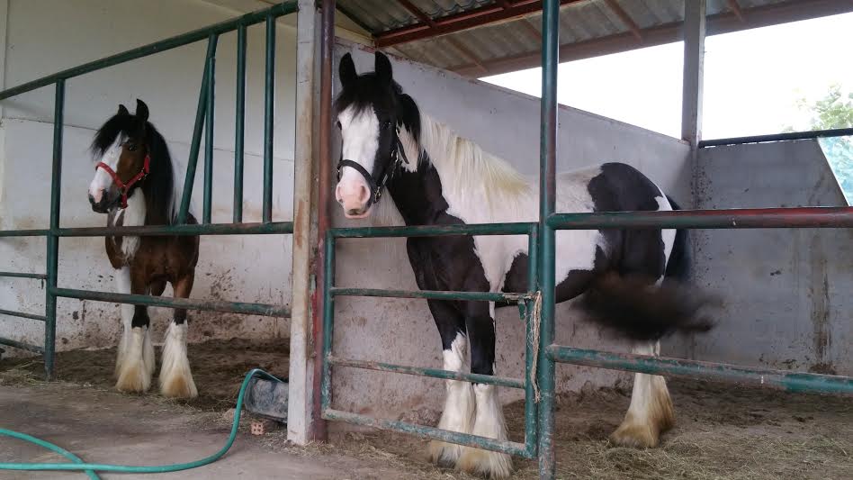 gypsy vanner mare for sale thailand-