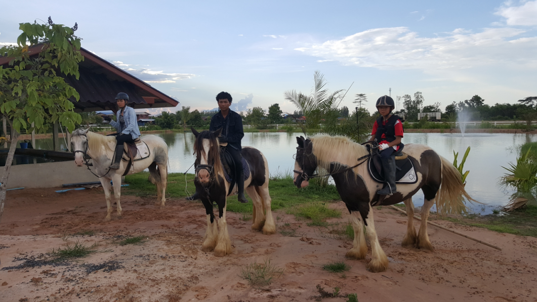leks-horse-farm-thailand