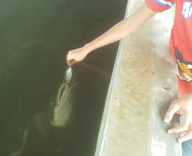 amazon-red-tail-fish-for-sale-buy