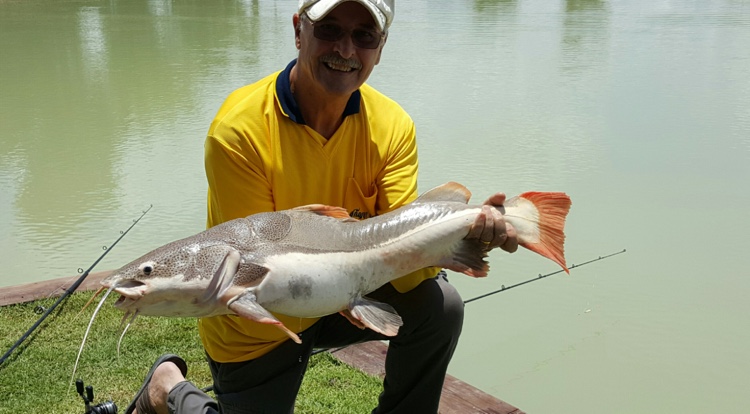 buy-amazon-red-tail-fish-thailand