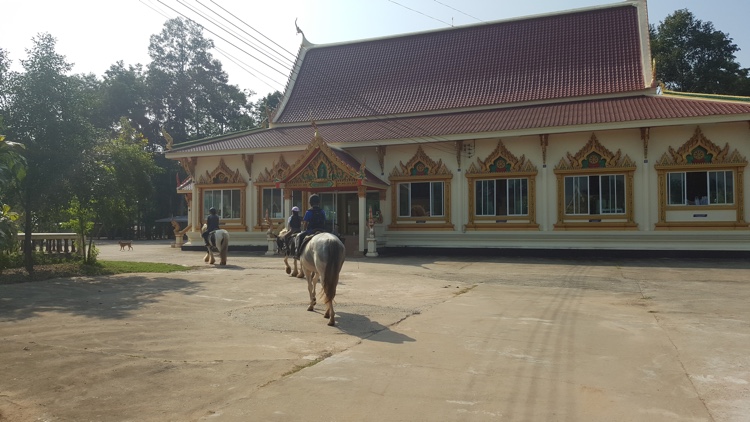 trail-ride-horse-riding-udon-thani-2