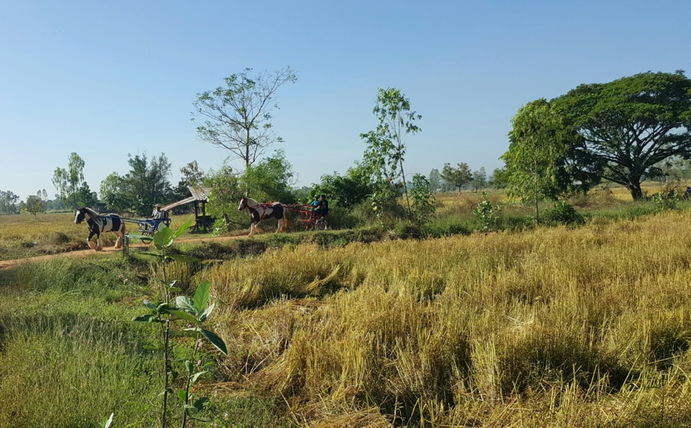 horse-and-carriage-cart-sulky-ride-thailand