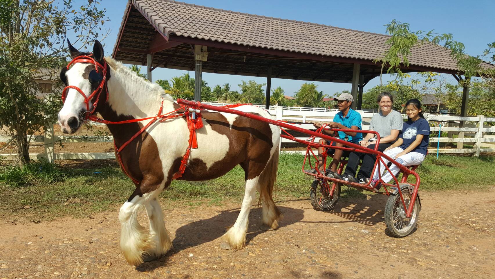 Sulky Rides, Horse and Carriage Tours Udon Thani Thailand Horse